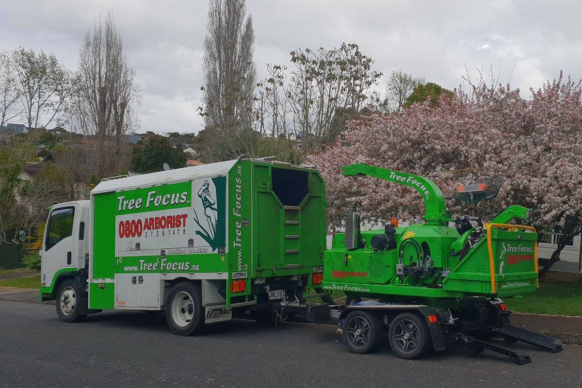 Tree Dismantling