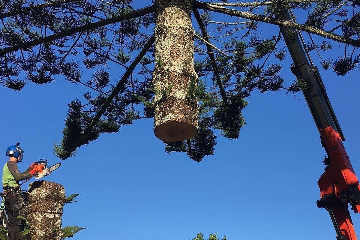 arborist